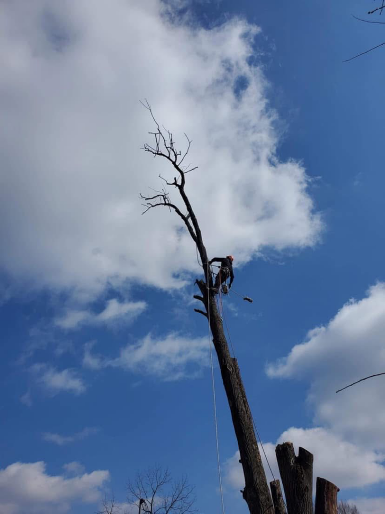 An arborist safely climbing a tall tree with ropes and harness for EDEN Creations LLC in Covington, KY.