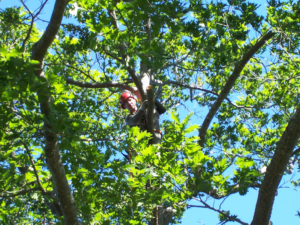 An arborist climbing high in a tree for trimming services by Fagan Tree Service in Brunswick, ME.