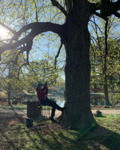 An arborist in climbing gear preparing for tree work at Fisk Tree Service in Ahwahnee, CA