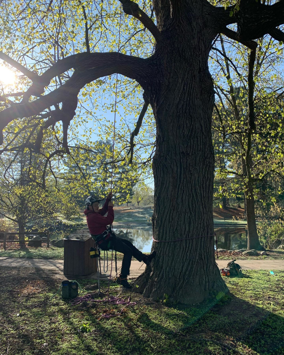 An arborist in climbing gear preparing for tree work at Fisk Tree Service in Ahwahnee, CA
