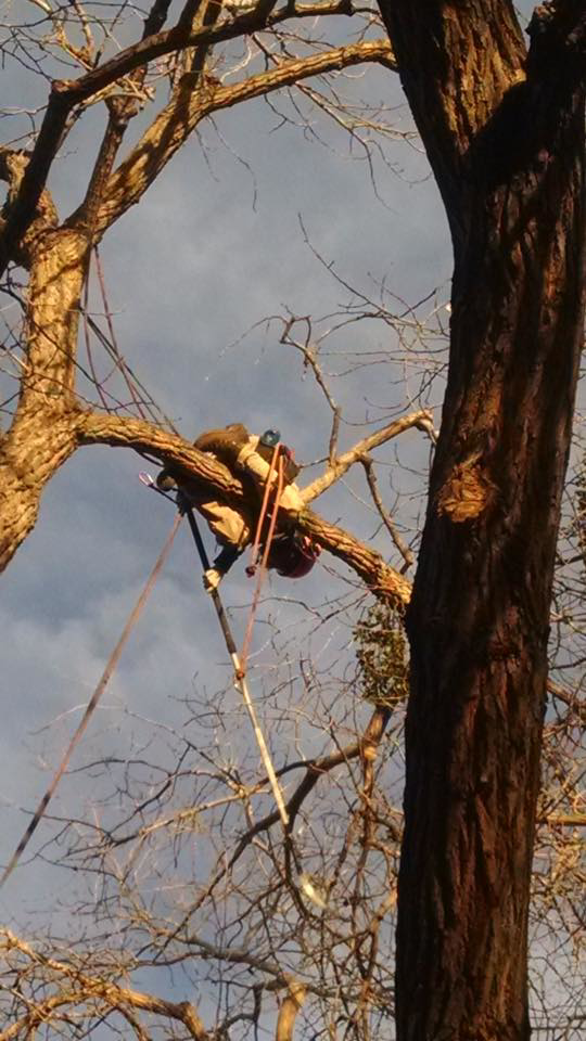 An arborist in climbing gear high up in a bare tree, performing tree services for Flygirl Trees in Albuquerque, NM.
