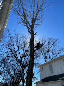 An arborist climbing a tall tree with ropes for pruning services by Schweitzer Tree Service Inc. in Bismarck, ND.