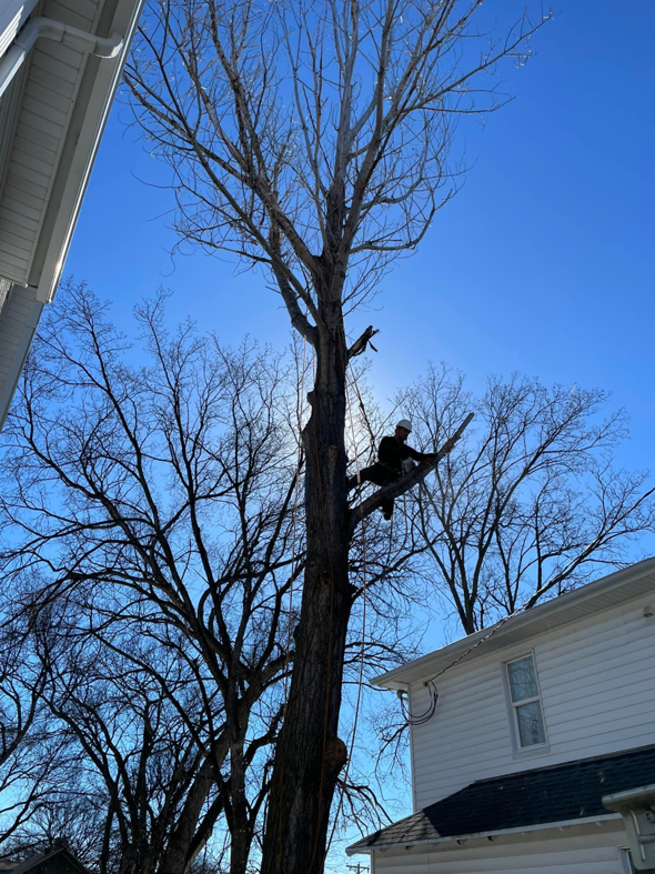 An arborist climbing a tall tree with ropes for pruning services by Schweitzer Tree Service Inc. in Bismarck, ND.