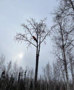 An arborist climbing a tall, bare tree for pruning services by Send it tree service in Salem, NH