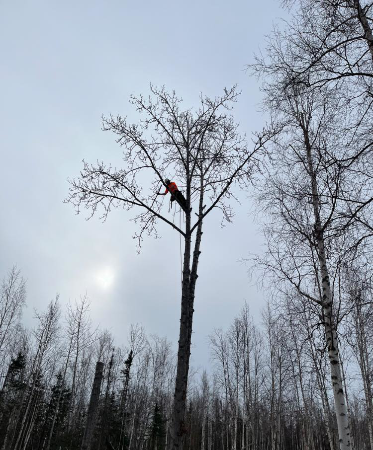 An arborist climbing a tall, bare tree for pruning services by Send it tree service in Salem, NH