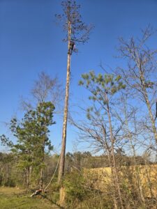 An arborist safely climbing and cutting branches from a tall tree during a tree removal service by D&M Tree and Land Services in Macon, GA.
