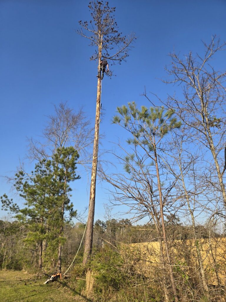 An arborist safely climbing and cutting branches from a tall tree during a tree removal service by D&M Tree and Land Services in Macon, GA.