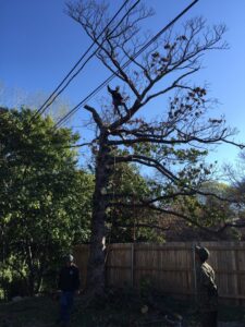 An arborist climbing a tall tree with ropes for trimming or removal, assisted by a ground worker, for Anderton Tree Service in Fort Worth, TX