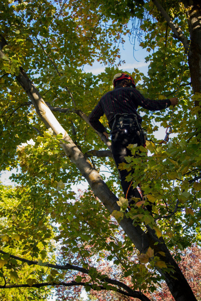 An arborist in safety gear climbing a tree for trimming services by DeMasters Tree Care LLC in Nampa, ID.