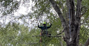 An arborist climbing a tree with ropes for trimming by Dryad Tree Service in Huntsville, AL.