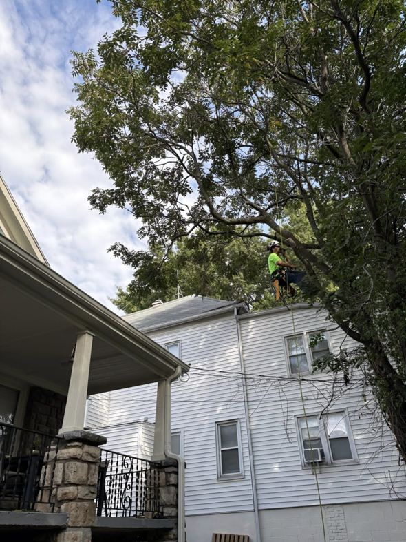 An arborist from Forestry Fanatics Tree Service climbing a tree for trimming near a residential home in Kansas City, MO.