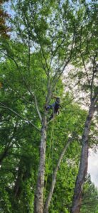 An arborist safely climbing a tall tree with ropes and harness for trimming services by Joshua Tree Service in Smyrna, GA.