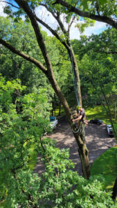 An arborist safely climbing a tall tree with ropes and harness for professional trimming services by Kingdom Tree Company in North Canton, OH.