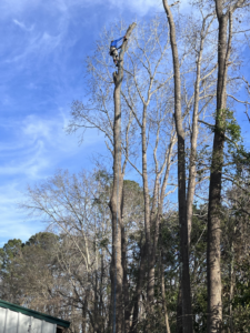 An arborist climbing a tall tree for trimming and removal services by Lazo Pine Straw & Tree Service in Mount Pleasant, SC.