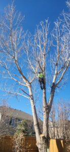 An arborist safely climbing a tall tree for professional trimming by Riverdale Tree Services in Northglenn, CO.