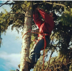 An arborist from Tuck's Tree Service climbing a tall evergreen tree for trimming in Lewiston, ID.