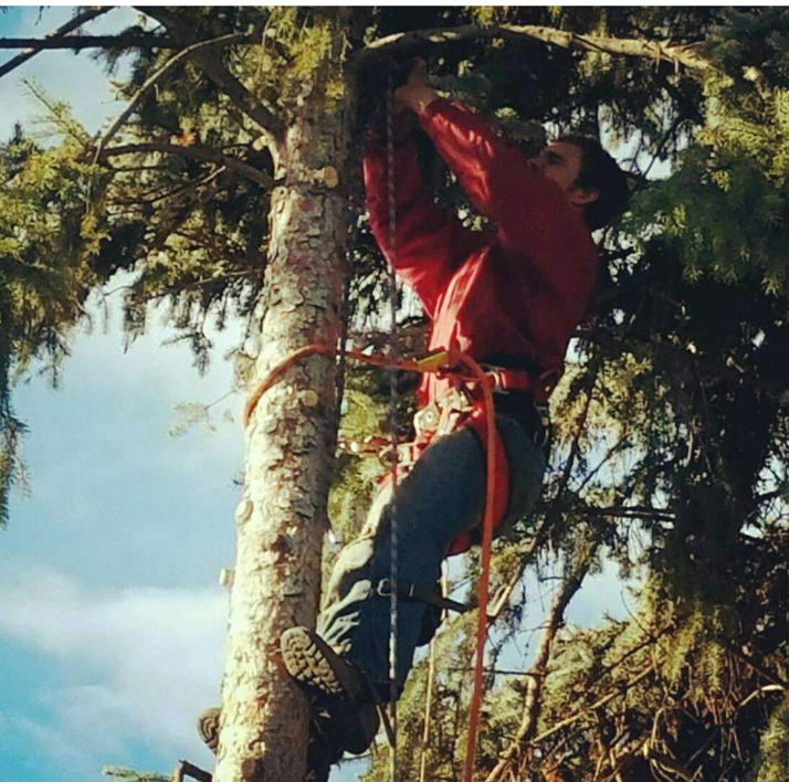 An arborist from Tuck's Tree Service climbing a tall evergreen tree for trimming in Lewiston, ID.