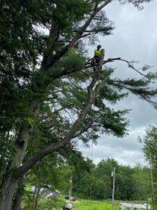 An arborist climbing a tall tree with ropes and safety gear for trimming services by Two Daughters Trees & Driveways in Saco, ME.