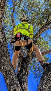 An arborist climbing a tree, viewed from below, performing services for Lone Star Arborists in Jackson, MS
