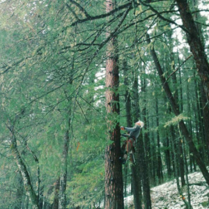 An arborist climbing a tall tree for Greater Nevada Tree Service LLC in Sparks, NV.