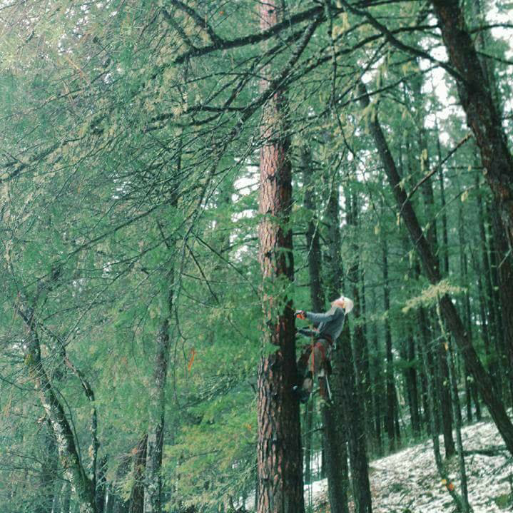 An arborist climbing a tall tree for Greater Nevada Tree Service LLC in Sparks, NV.