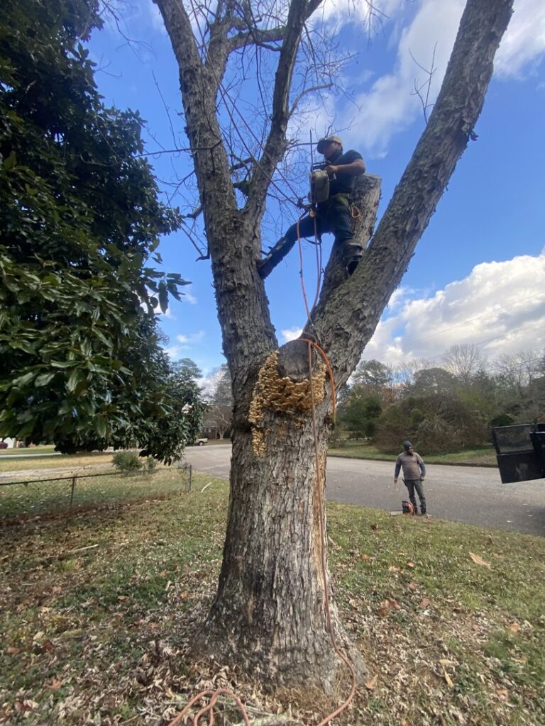 An arborist climbing a tree with safety gear while a ground crew member assists, demonstrating professional tree service by Victor Solis Tree Service in Norfolk, VA.