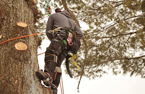 An arborist in a harness climbing a tree with visible cut branches, performing work for Alex's Tree Services in Seattle, WA.