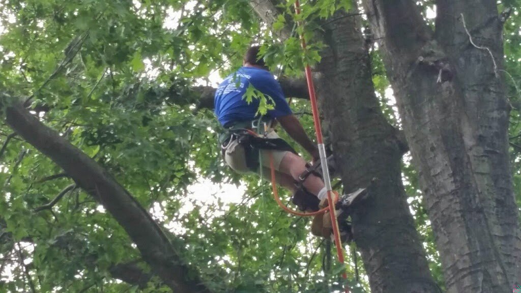 An arborist climbing a tall tree with a harness, performing tree work for Douglas Tree & Property Service in Lancaster, PA.