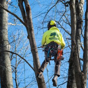 An arborist climbing a tree, wearing a hoodie with the Teacher's Tree Service logo, in South Burlington, VT.