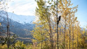 An arborist climbing a tree with a beautiful mountain view in the background for Boreal Tree Care in Anchorage, AK.