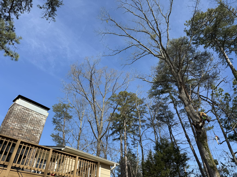 An arborist climbing a tall tree near a residential house, performing tree service for TreeWorks in Birmingham, AL.