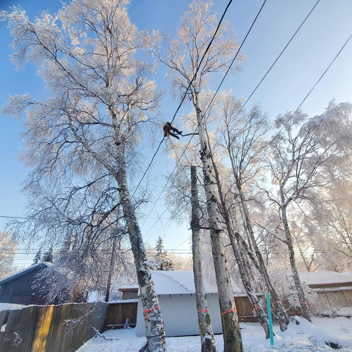 An arborist is high in a snow-covered tree, working near power lines, demonstrating services by Precision Tree Care LLC in Wasilla, AK.