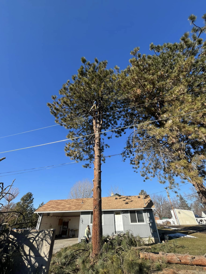 An arborist climbing a tall pine tree to perform pruning services for Ashton Tree Service in Rexburg, ID.