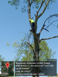An arborist climbing a tree to prune branches for Coto and Sons Construction Tree Service in Jacksonville, AR.