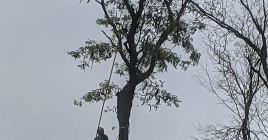 An arborist climbing a tall tree with ropes, performing pruning or removal services for Buckeye Tree Services Inc. in Papillion, NE.