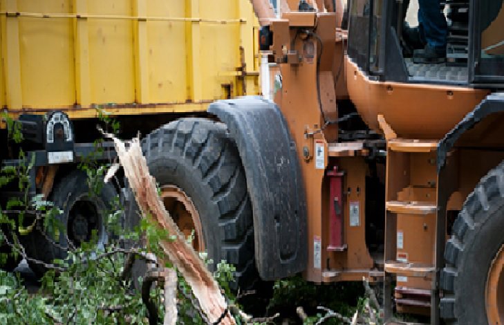 An arborist safely climbing a tree with ropes and a hand saw for pruning by Dark Arbor Tree Care in Portland, ME.
