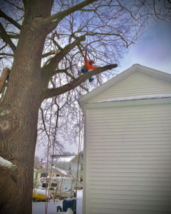 An arborist safely climbing and pruning a large tree for Helmer's Complete Tree Service, LLC in Utica, NY.