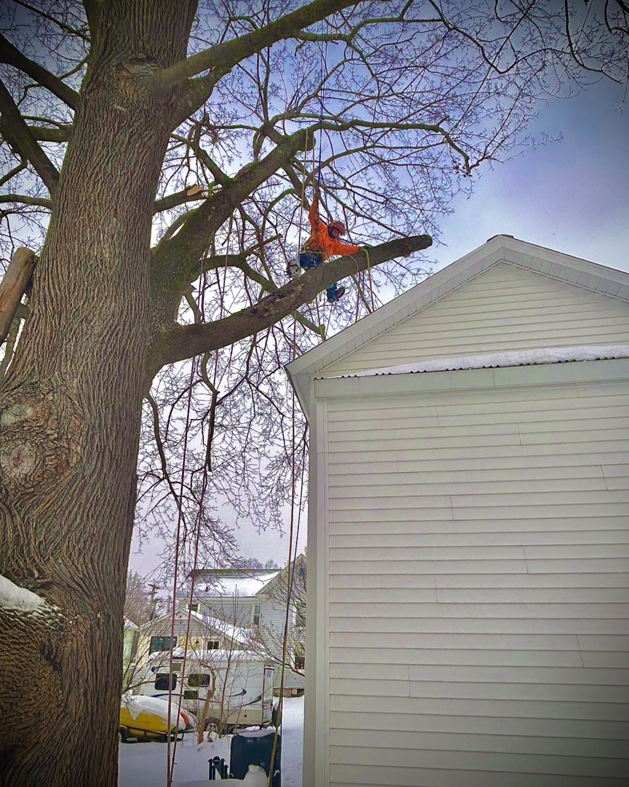 An arborist safely climbing and pruning a large tree for Helmer's Complete Tree Service, LLC in Utica, NY.