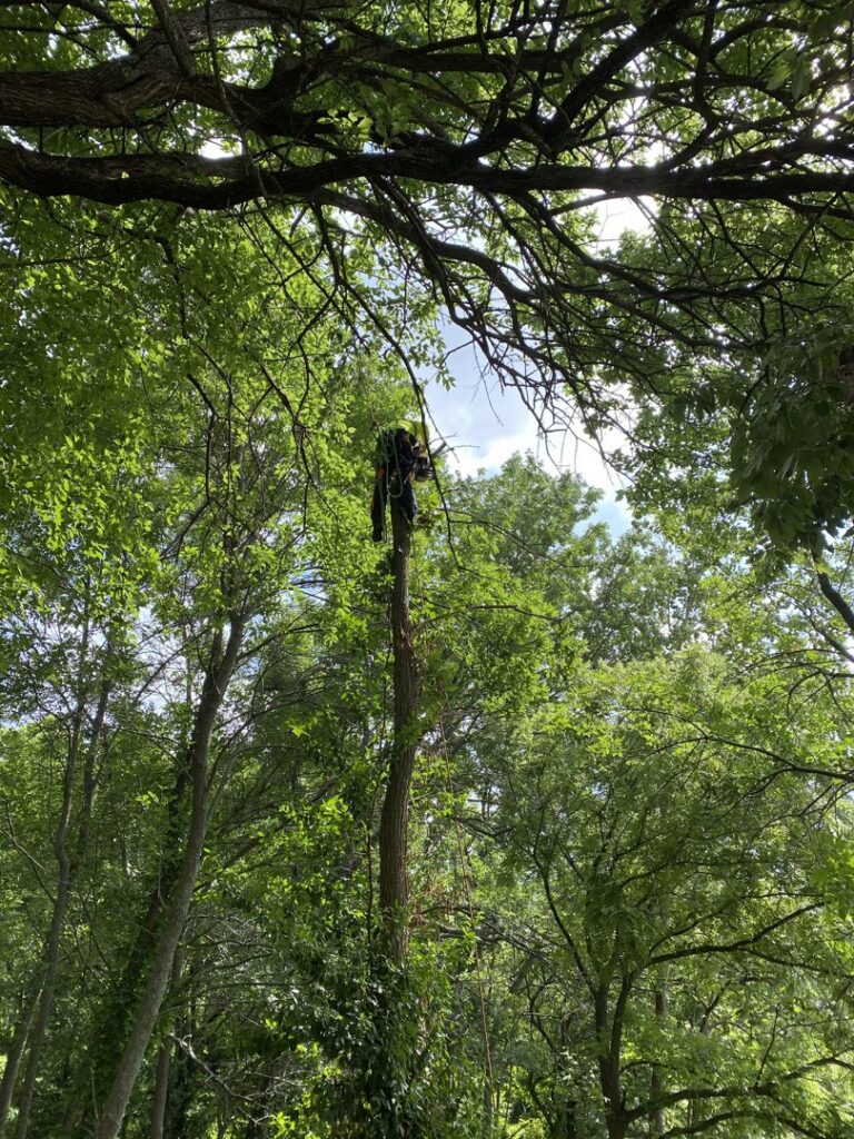 An arborist climbing high in a tree, performing pruning services for Lawrence Arborists in Lawrence, KS.