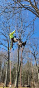 An arborist in climbing gear suspended in a tree, performing pruning services for Lichen Trees in Brattleboro, VT.