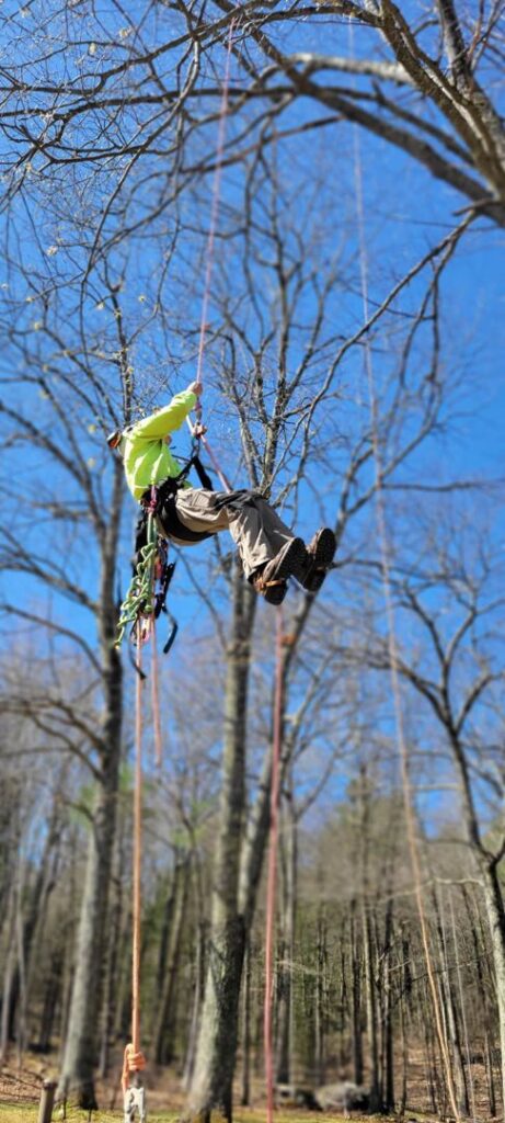 An arborist in climbing gear suspended in a tree, performing pruning services for Lichen Trees in Brattleboro, VT.