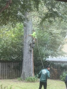 An arborist from Mr. Green-Jeans Lawn Service & Tree Service climbing a tall tree for pruning or removal in Decatur, AL.