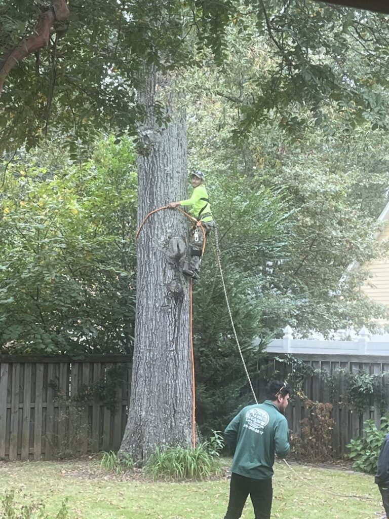 An arborist from Mr. Green-Jeans Lawn Service & Tree Service climbing a tall tree for pruning or removal in Decatur, AL.