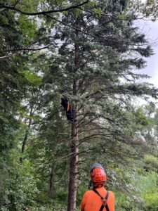 An arborist in a harness climbs a tall evergreen tree for pruning services by Savatree Burlington, VT.