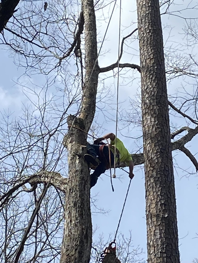 An arborist in climbing gear ascending a tree for pruning services by SES Environmental Tree Service in Roswell, GA.