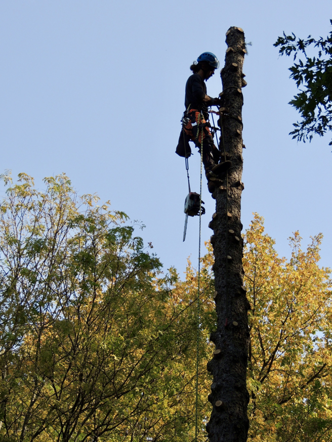 An arborist in a harness with a chainsaw, high up on a tree trunk during a tree removal service by Arbor Solutions Tree Service in Ann Arbor, MI.
