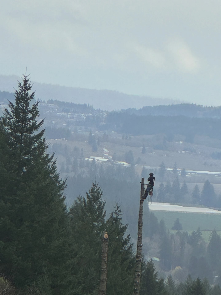 An arborist climbing a tall tree trunk during a tree removal service by Baltazar Tree Service LLC in Beaverton, OR.