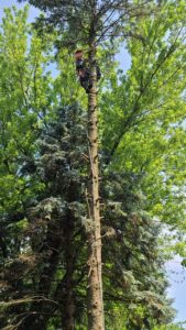 An arborist safely climbing a tall tree for removal by Beaver Tree Services in Waukesha, WI.