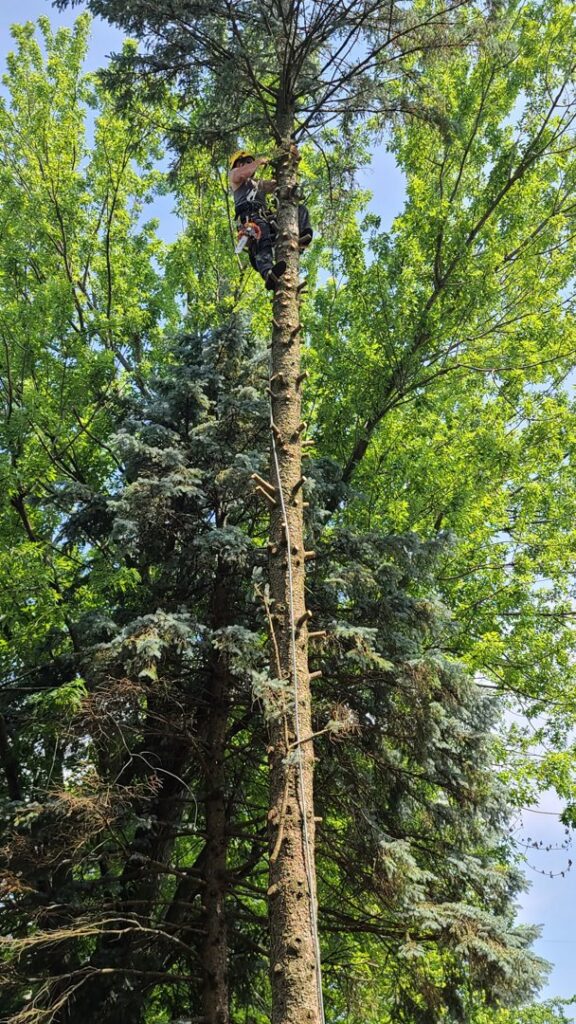 An arborist safely climbing a tall tree for removal by Beaver Tree Services in Waukesha, WI.