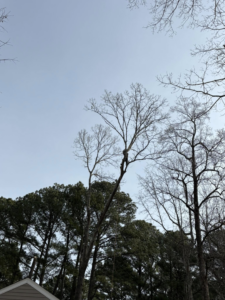 An arborist climbing a tall tree for removal services by BG Tree Service, LLC in Cary, NC.